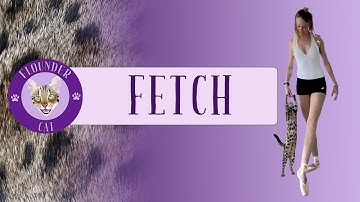 Teaching Your Cat to Play Fetch - Yes, It
