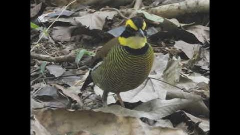 Javan Banded Pitta Carita