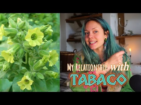 Video: Nicotiana kweken: informatie over de Nicotiana-plant