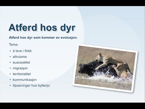 Video: Hvordan hjelper dyretilpasninger dem til å overleve?