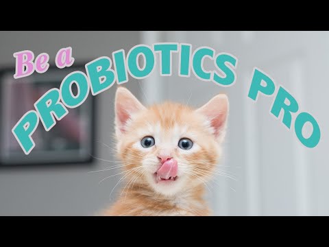 فيديو: البروبيوتيك للقطط: ما هي وكيف تساعد؟