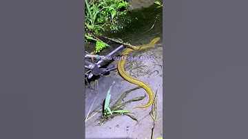 gậy kẹp đa năng kẹp rắn lươn chạch cá kẹp rác #sanbat #giadung #nuoica