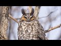 100 Ontario Birds -- Spring migration teaser