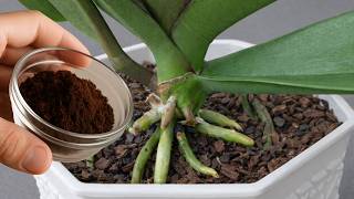 تقویت ریشه و گل‌های ارکیده با ۴ کود خانگی قدرتمند screenshot 1