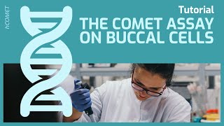 The Comet Assay on Buccal Cells // Protocol tutorial