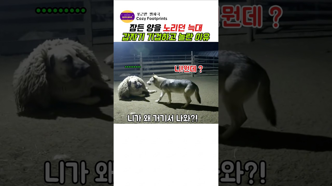 잠든 양을 노리던 늑대 갑자기 기겁하고 놀란 이유ㅋㅋ