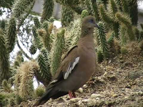 white-winged dove