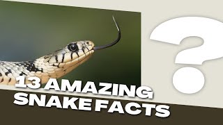 13 Amazing Snake Facts: Unveiling the Secrets of These Fascinating Creatures