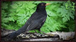 Bird Voices As Blackbird Sings (Turdus merula)