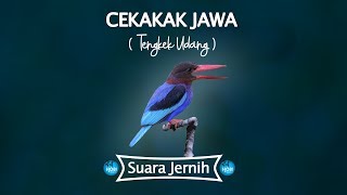 Suara CEKAKAK JAWA (Tengkek Udang)