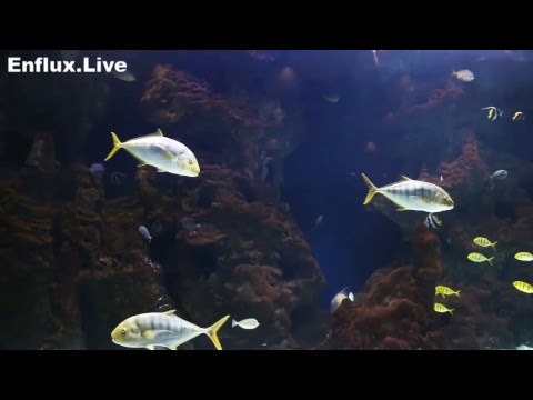 lofi hip hop radio aquarium 24/7 - beats to work/study/chill