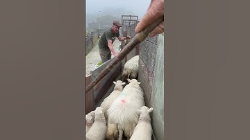 Separating  ewes and lambs today #farming #sheep #viralvideos