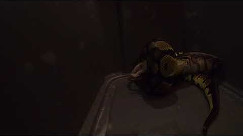 Snake eating time lapse large rat (pastel ball python)gopro hero 8