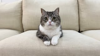 ご報告】もち様の3歳の誕生日について。 - YouTube