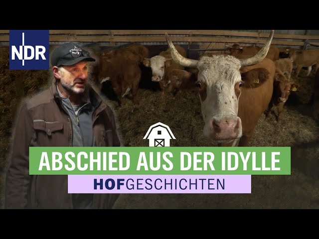 Rinder wollen nicht ihren Hof verlassen | Hofgeschichten: Leben auf dem Land (257) | NDR