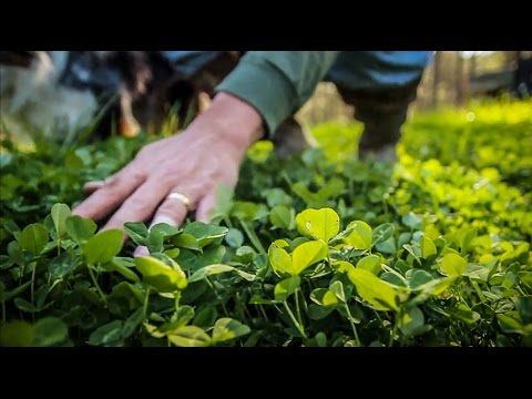 Video: Chăm Sóc Cây Thông Loblolly - Thông Tin Về Việc Trồng Cây Thông Loblolly