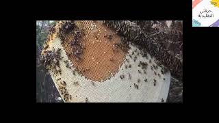 اخطر طريقة لجني العسل في الغابة 2021