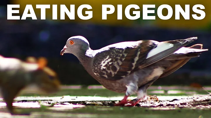 The history and virtues of eating pigeon meat (squ...