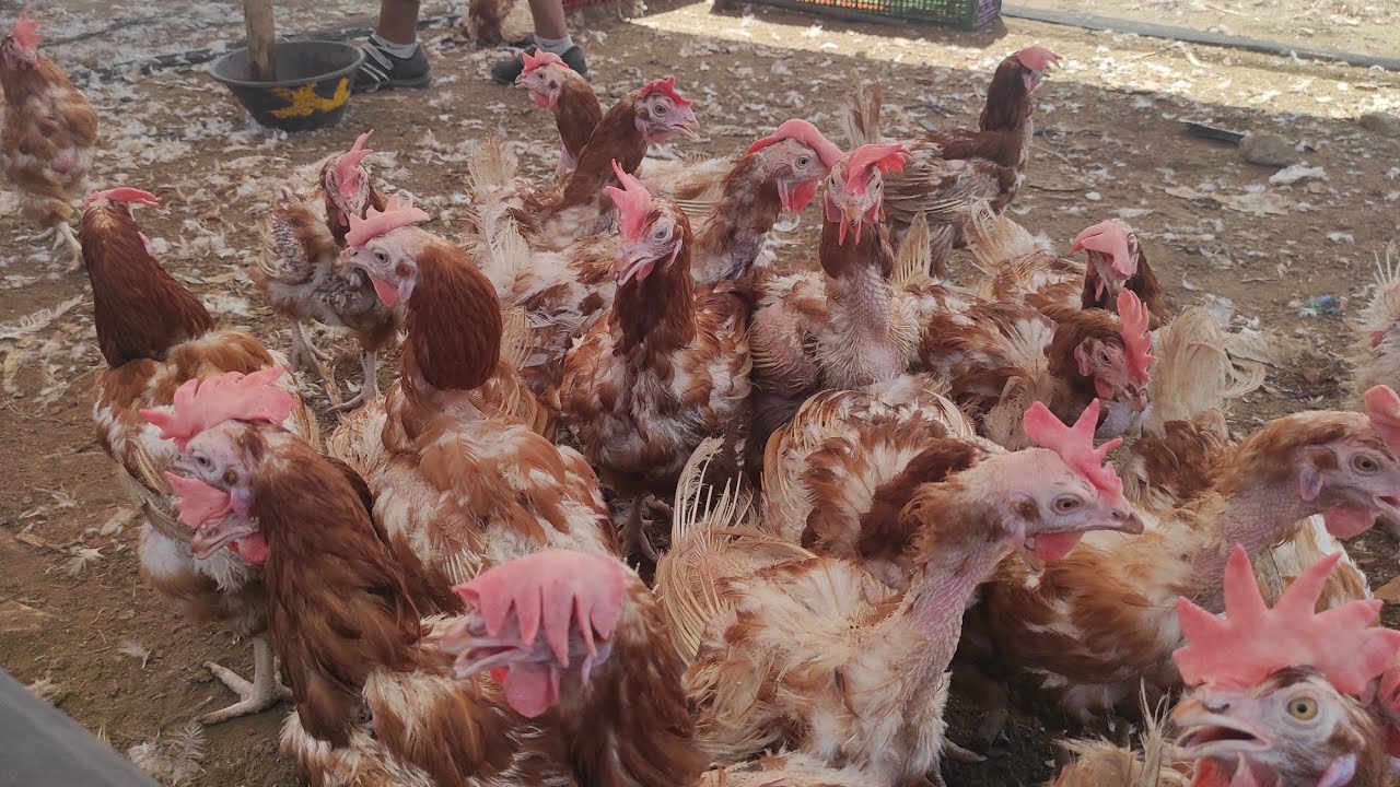 سوق الخميس الغرب مدينة مشرع بالقصيري