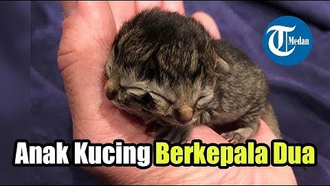 VIRAL Anak Kucing Berkepala Dua, Bukan Kasus Pertama