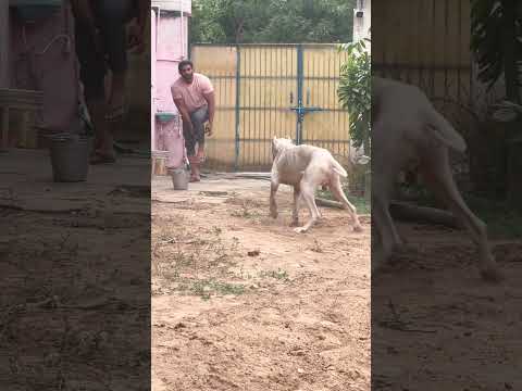 pakistani bully #pakistanibull