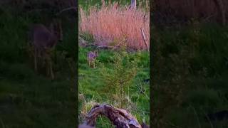 Beginn der Bockjagd #waidmannsheil #jagd #hunting #rehwild #animals #shortsvideo #wildlife #shorts