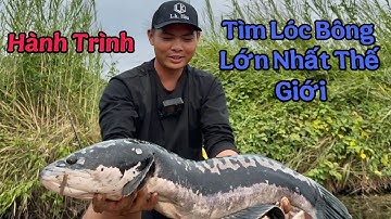 Hành Trình Tìm Lóc Bông Lớn Nhất Thế Giới ( phần 3 )