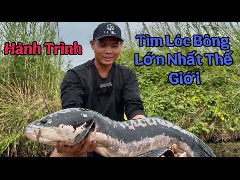 Hành Trình Tìm Lóc Bông Lớn Nhất Thế Giới ( phần 3 )