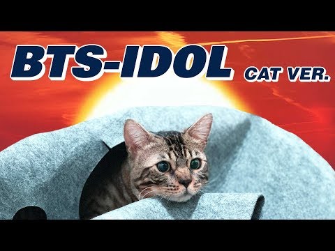 BTS (방탄소년단) 'IDOL'  (cat cover)