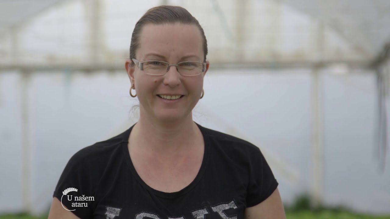 Zelena salata u plastenicima u selu Jelenca - U nasem ataru 833