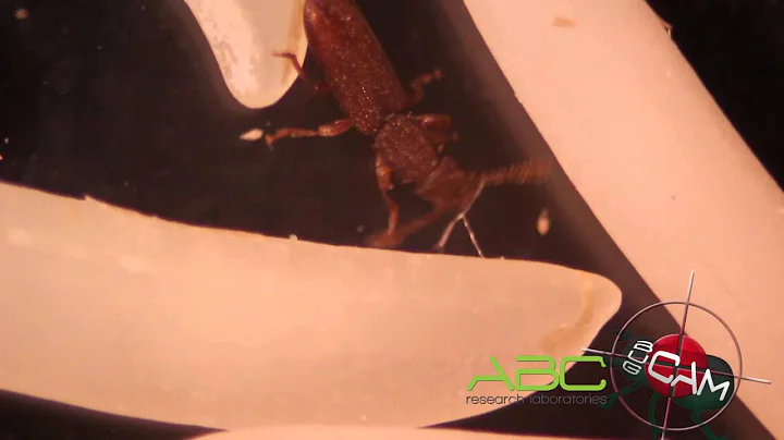 ABC-R Bug Cam: Silvanidae: Oryzaephilus surinamensis (Linnaeus 1758) -- Saw-toothed grain beetle - DayDayNews