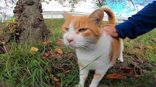 よく喋る猫が木の影で寝ていたので近づいてナデナデした