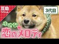 このきもちはナニ?白いあの子を追いかけて…3代目【豆助通信】<柴犬・豆柴>Japanese dog mameshiba