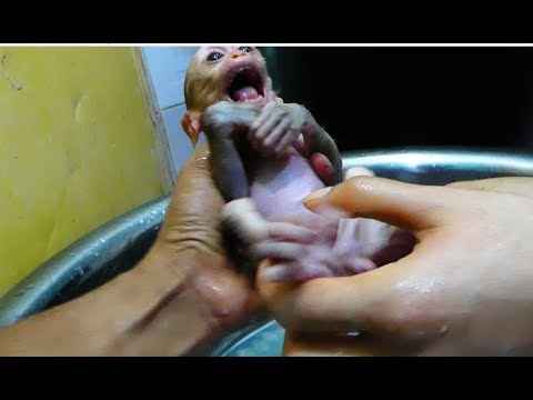 Tiny Lizza Cry Loudly Scare Water