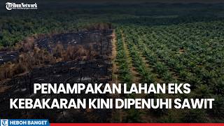 Viral! Sight of Post-Fire Land in Segah Berau, Now Turned Into an Oil Palm Plantation