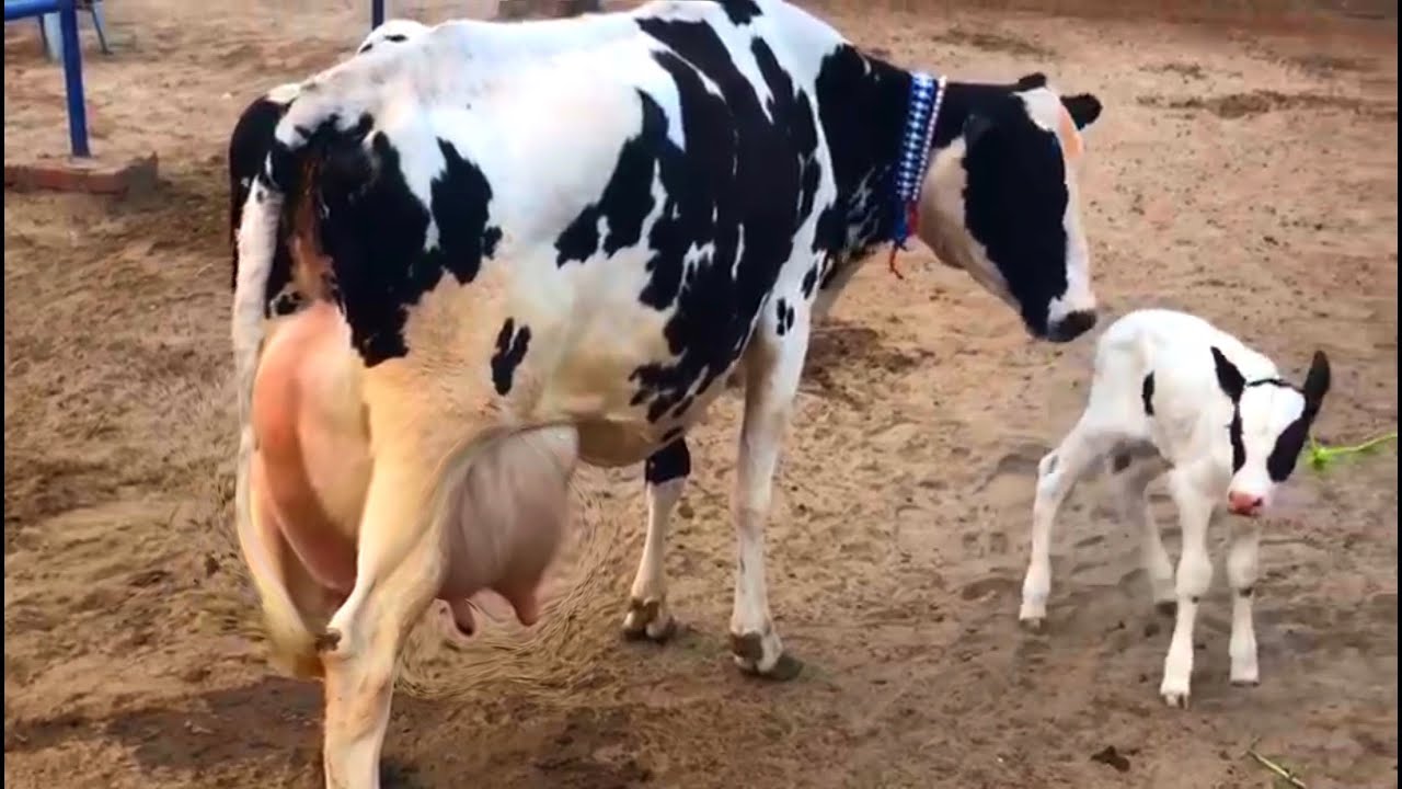 Cow For Sale Maaz Dairy Farm Faisalabad 2021 YouTube