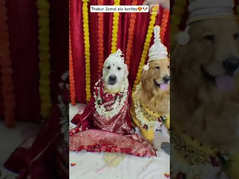 Thakur Jamai Shasthi dog Short at Frndz4Paws with 35K views