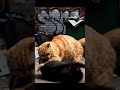 Cat Fight Gone Wrong 😂🐱 | Funniest Cat Battle Ever!