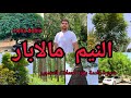 نيم مالابار     شجرة سريعة النمو توجد بالعراق ومنه ستنشر لكل الدول العربية