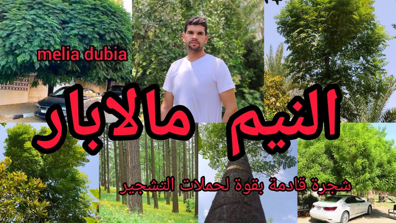 نيم مالابار melia dubia neem Malabar شجرة سريعة النمو  توجد بالعراق 🇮🇶 ومنه ستنشر لكل الدول العربية