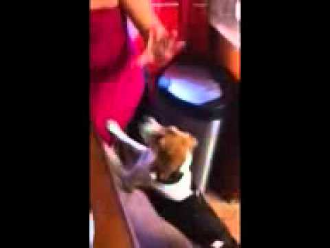 Hungry Beagle