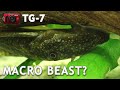 Testing out macro with OM System Tough TG 7