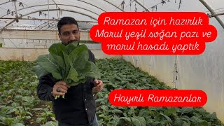 Ramazan’a Hazırlık: Serada Marul, Pazı Ve Karalahana Hasadı (Im)