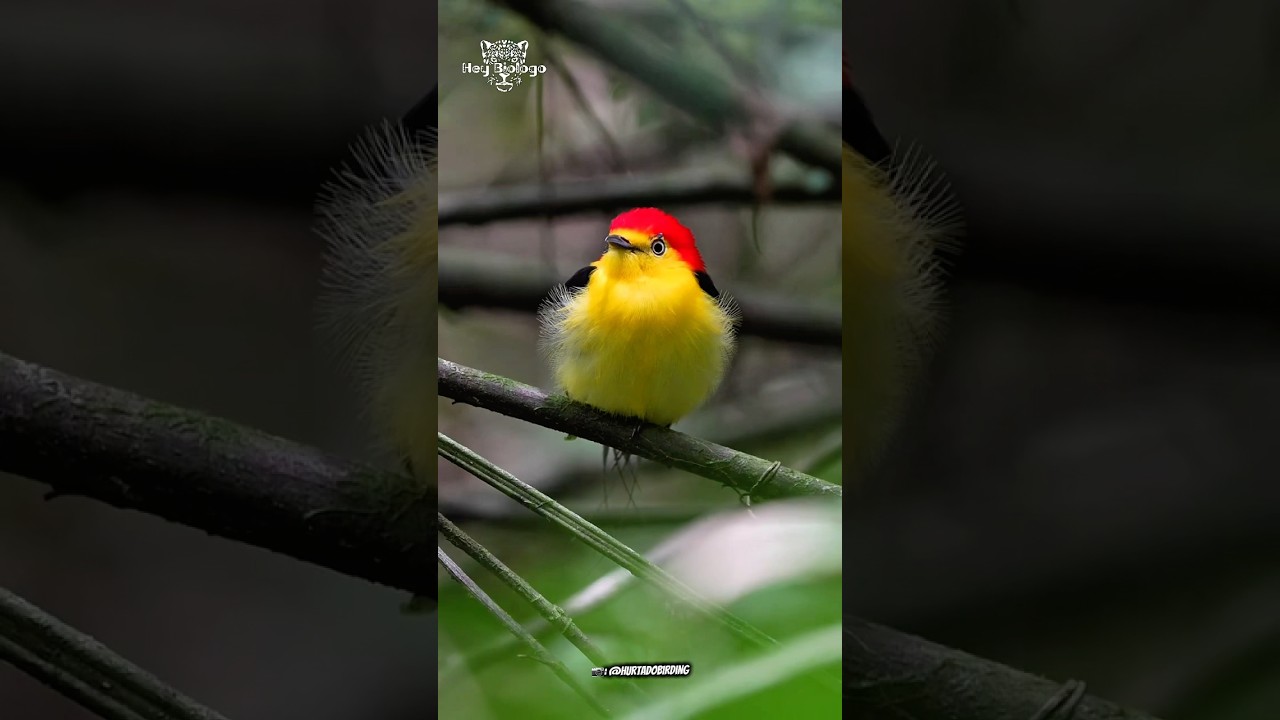 O Rabo-de-arame (Pipra filicauda) 