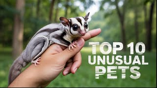 Top 10 Surprising Animals You Can Own In 2025