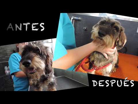 Video: Instrucciones de peluquería canina para perros salchicha de pelo largo