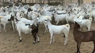 Sheep  ماعز بيشيات ومشاكيل عدد130 يتبعها 70 للبيع التفاصيل☜(تم البيع)