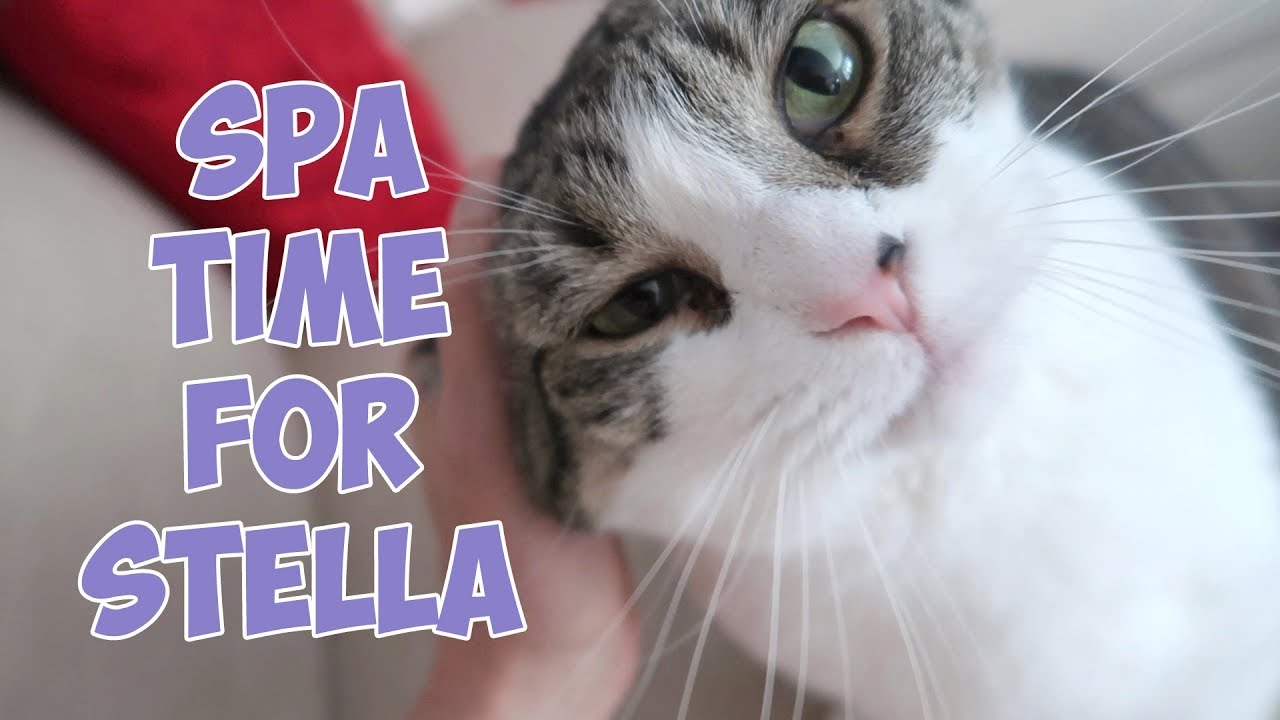 funny cats sleeping in weird positions compilation 2014 funnyplox Boo Year 2 # 191 - Raw Cat Food With Bone Meal, An Arch For Hydrox, Catnip Plant Update