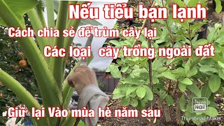 #helentommy#channel Cách bao trùm các loại cây, trồng ngoài đất để giữ lại mùa hè sau..