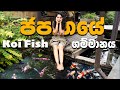 ජපානයේ ගැමි ජීවිතේ හා බැඳුණු Koi Fish